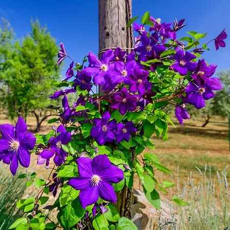 Ferienhaus Sunny House Smokovic