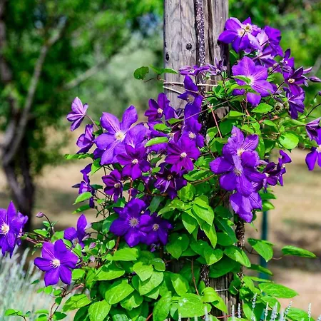 Sunny House Ferienhaus