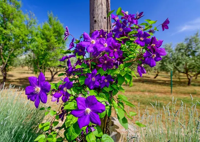 Дом отдыха Sunny House Smokovic